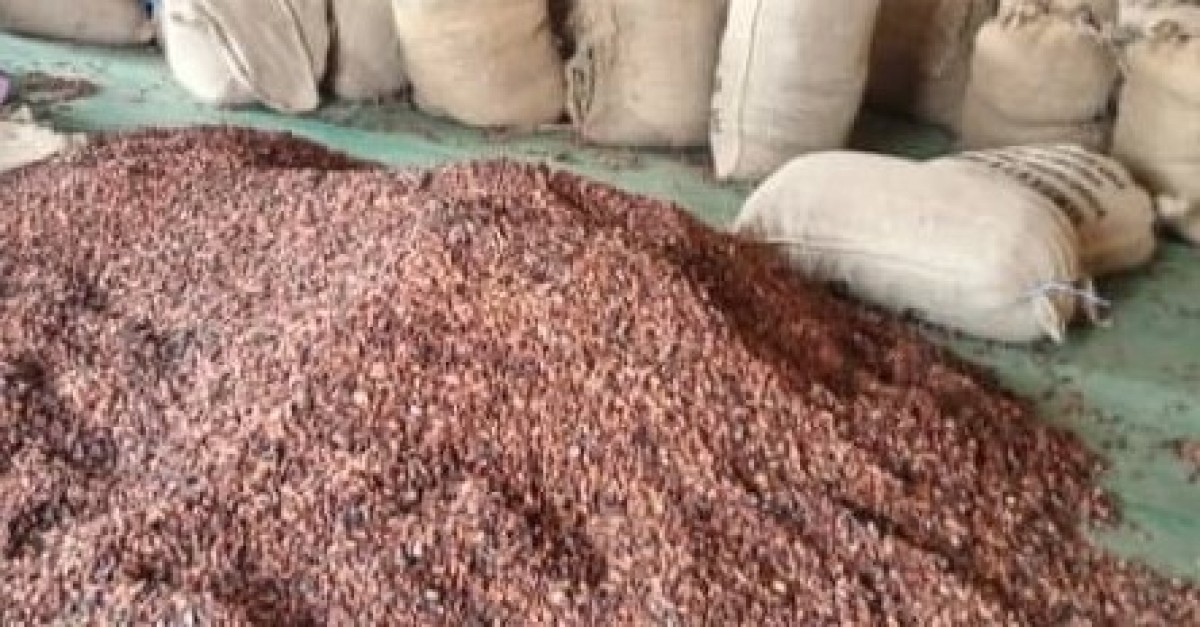 CACAO  GRADE  1 ET 2 from Ivory Coast